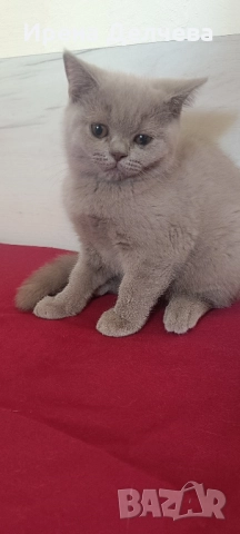 Британска принцеса , снимка 1