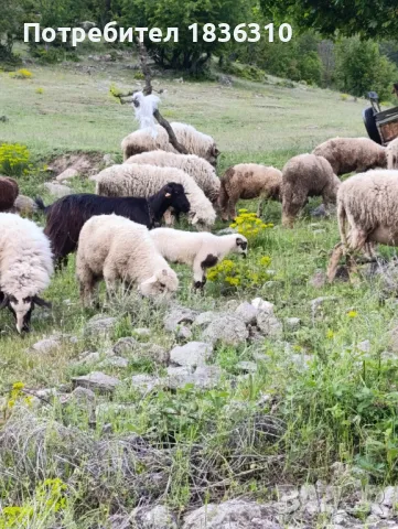 Агнета балкански , снимка 7 - Овце - 50338751