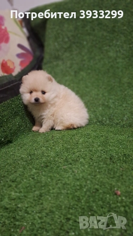 Померан мини померанче момиче, снимка 5 - Померан - 53116915