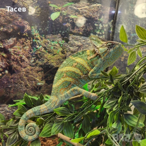 Йеменски хамелеон