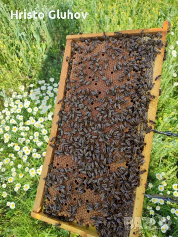 Пчелни семейства, снимка 3 - За пчели - 53669651