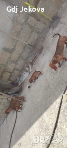 Дакели, снимка 3 - Дакели - 53833778