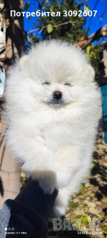 Померан момче, снимка 2 - Померан - 52531353