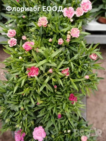 Цветя за 8-ми март, снимка 9 - Стайни растения - 53523171