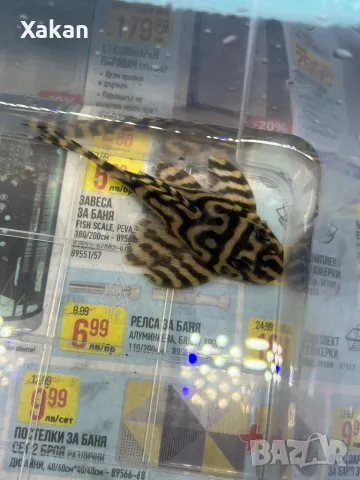 L 401- 2 женски, снимка 8 - Рибки - 49300336