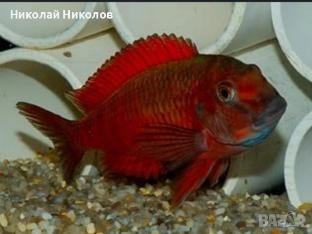 Африкански Цихлиди Танганика, снимка 12 - Рибки - 51768238