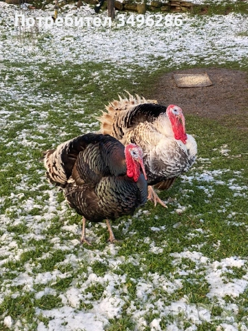 Продавам Пуяк и Пуйка, снимка 2 - Кокошки и пуйки - 53771433