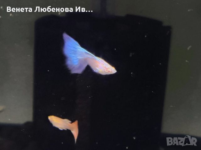 Гупа - Albino blue topaz, снимка 5 - Рибки - 46367372