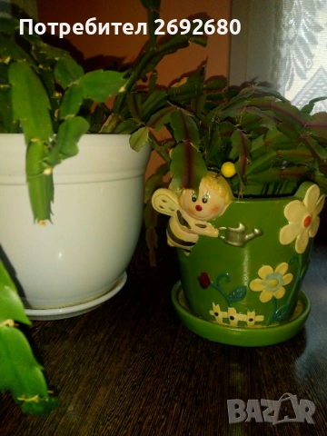 Коледничета,кливия,исусов венец, кротон, сенсевиера,хибискус , снимка 15 - Стайни растения - 42021101