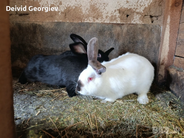 Зайци 4 месечни, снимка 2 - Декоративни зайчета - 54125355
