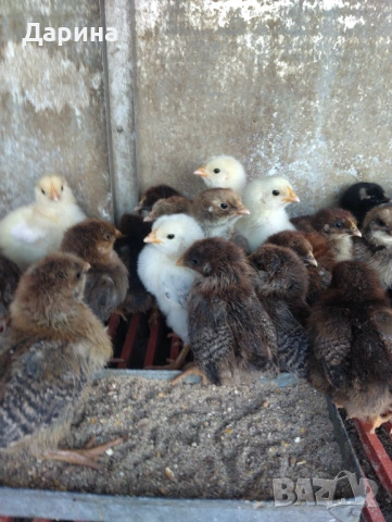 Катунски пиленца и селски пиленца , снимка 4 - Кокошки и пуйки - 53394021