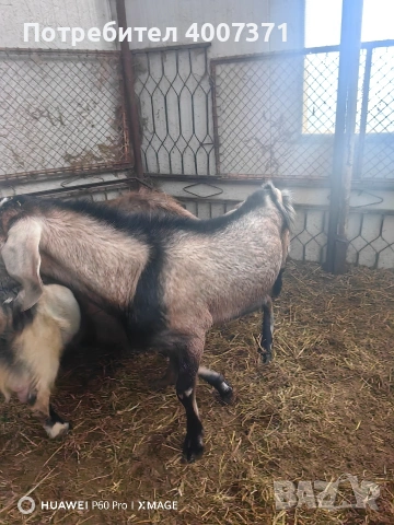 Чистокръвен англонубийски пръч , снимка 5 - Кози - 53035461