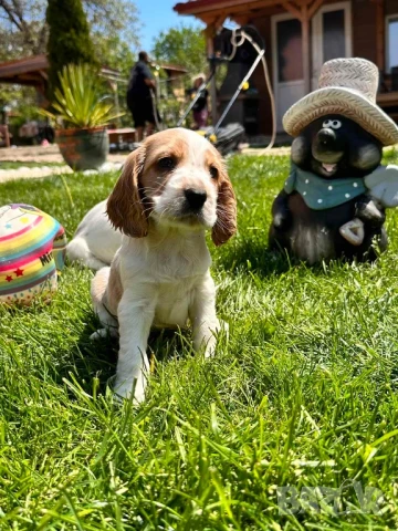 Кокер шпаньол американски , снимка 1