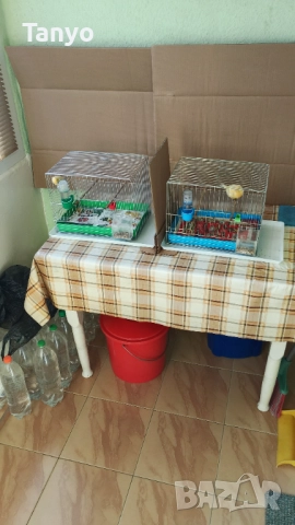 Мъжко и женско,тазгодишни.Орфей