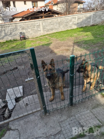 Млад мъжки търси женска , снимка 2 - Немска овчарка - 53743721