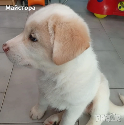 Продавам куче Акита, снимка 5 - Акита - 53533566