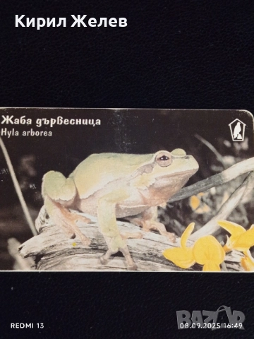 Три фонокарти тема ЖИВОТНИ ШИПООПАШАТА КОСТЕНУРКА,СОВА,ЖАБА 50812, снимка 4 - Колекции - 51643922