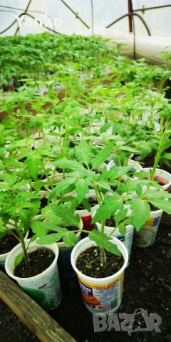 Продавам раздад за домати и краставици