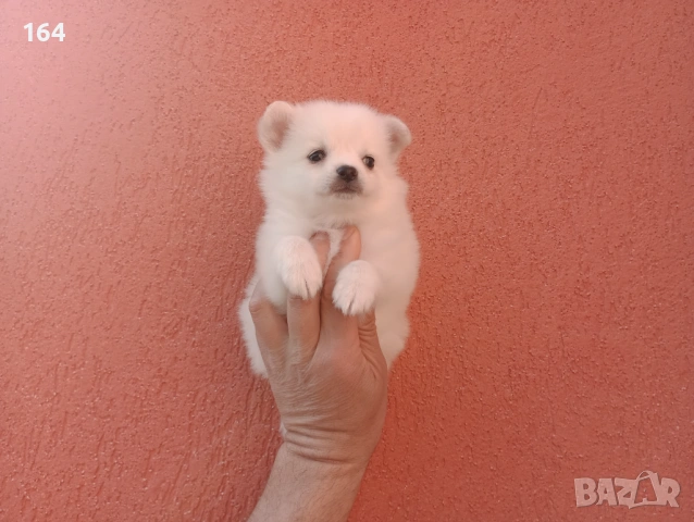 Мини Шпиц - Померан. Мъжки и женски кученца. , снимка 15 - Померан - 53806967