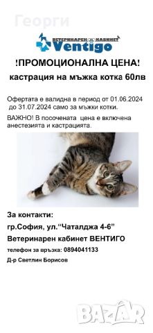 Кастрация на мъжки котки, снимка 1 - Ветеринари и услуги - 45993545