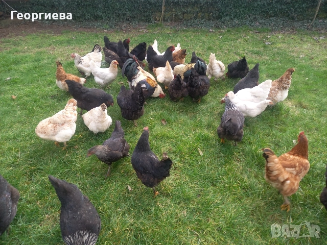 Кокошки , снимка 2 - Кокошки и пуйки - 53475676