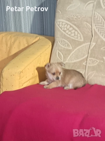 Шпиц , снимка 6 - Шпиц - 53994562