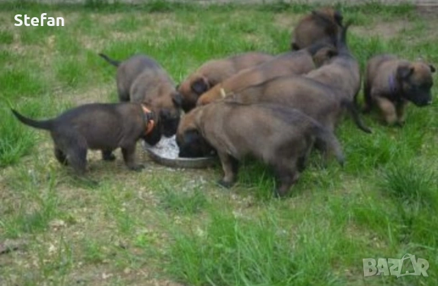 Белгийски овчарка-Малиноа, снимка 6 - Белгийска овчарка - 53422371