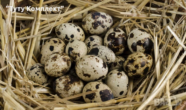 Продавам оплодени пъдпъдъчи яйца за люпене , снимка 2 - други­ - 54232928