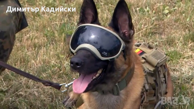 Разхождане на кучета