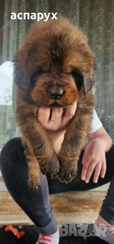 Продавам  Тибетски мастив , снимка 2 - Мастиф - 53865281