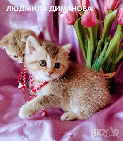 Шотландско мъжко Скоттиш Страйт. , снимка 2 - Британска късокосместа - 53663334