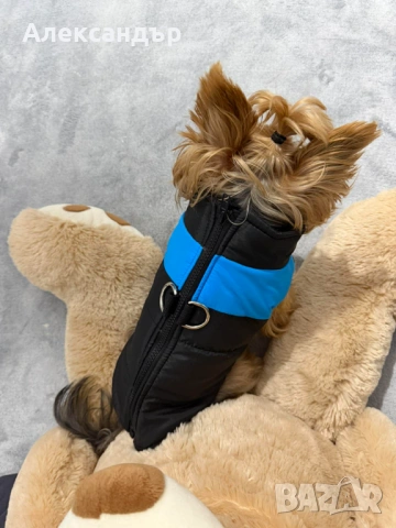 Якета за малки породи кучета, снимка 10 - За кучета - 53423515