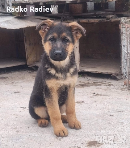 Немска овчарка, снимка 3 - Други - 52263594