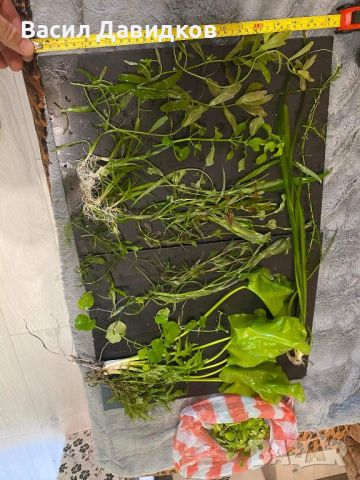 Пакет растения над 15 вида лесни за отглеждане, снимка 5 - Оборудване за аквариуми - 45264173
