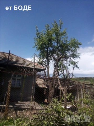 Рязане на дървета и клони, снимка 4 - Други услуги - 53281818