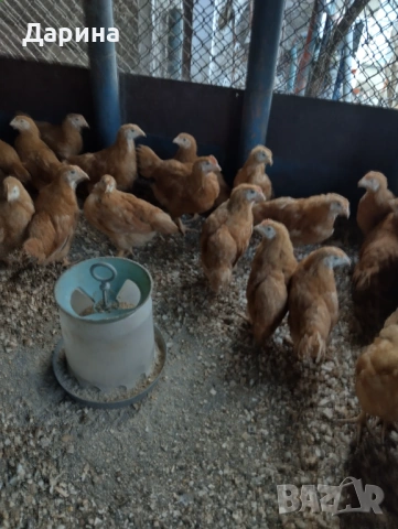 Пилета Ню Хемпшир, снимка 3 - Кокошки и пуйки - 53394021