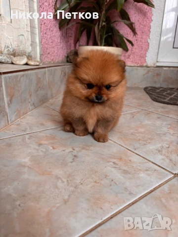 Померан мини, снимка 6 - Померан - 53099602