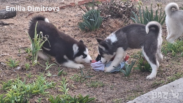 продавам кучета хъски та, снимка 5 - Хъски - 53781247