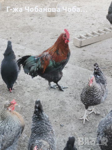 Продавам яйца от великденски носачки-новото поколение, снимка 4 - Кокошки и пуйки - 45061583