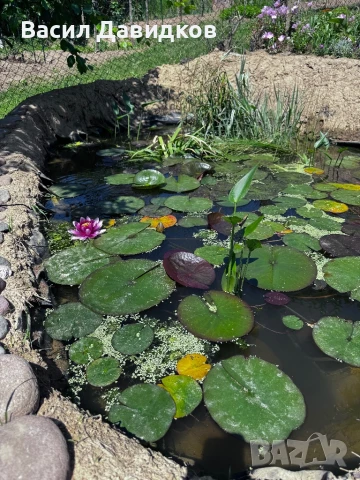 Растения за езеро ,лилии , предлагам и риби езерни , снимка 6 - Други - 50777184