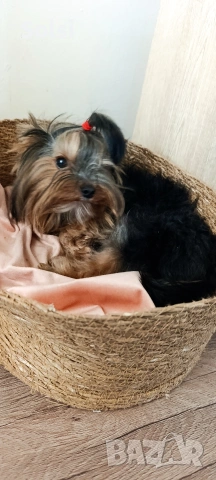мини йорки , снимка 6 - Йоркширски териер - 52829227