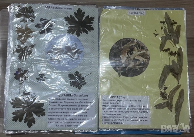 Хербарии, снимка 7 - Други услуги - 51619721