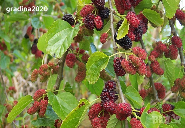 Черница – черна, розова и бяла, снимка 2 - Разсади - 52960035