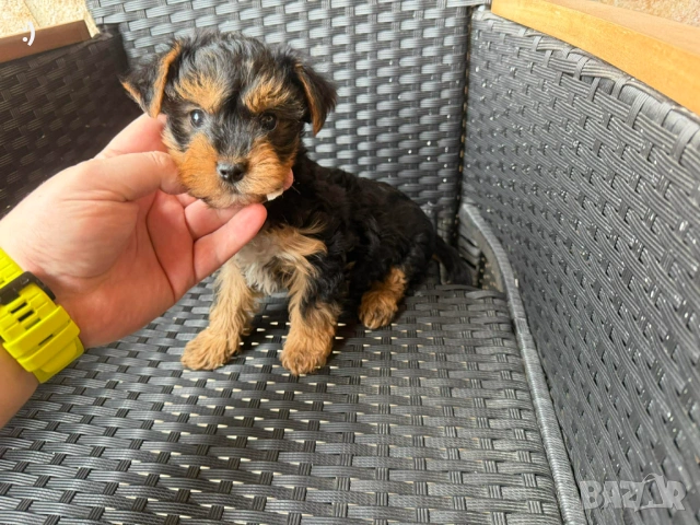 Йоркширски териер актуално от 27.01.2026, снимка 6 - Йоркширски териер - 53163636