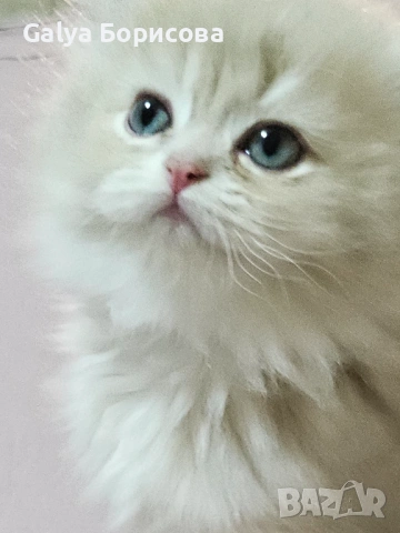 Британски родословни котенца Великденска промоция   лилаво злато , снимка 7 - Британска късокосместа - 53502654
