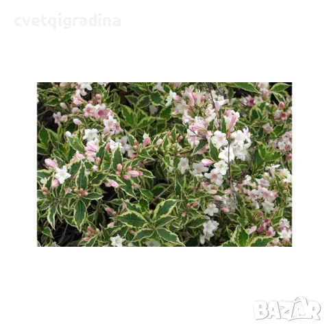 Вейгела Weigela florida 'Nana Variegata', снимка 3 - Градински цветя и растения - 49085658