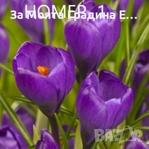 Минзухари 