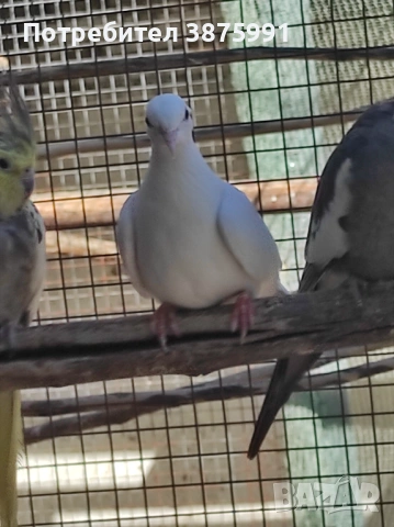 Продавам сенегалски гургулици, може и бартер, снимка 5 - Папагали - 47480982