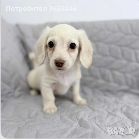 миниатюрен дългокосмест дакел, снимка 6 - Дакели - 51332954