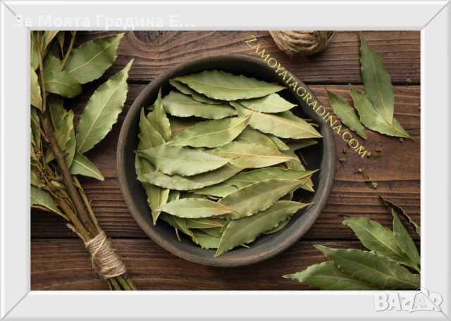 Дафинов лист , снимка 2 - Градински цветя и растения - 53634044